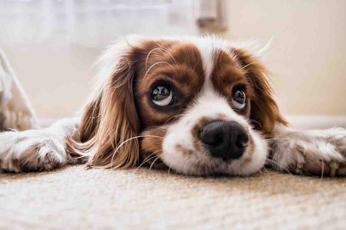 Carpet Quest: Discover the Best Carpeting and Flooring Services Nearby